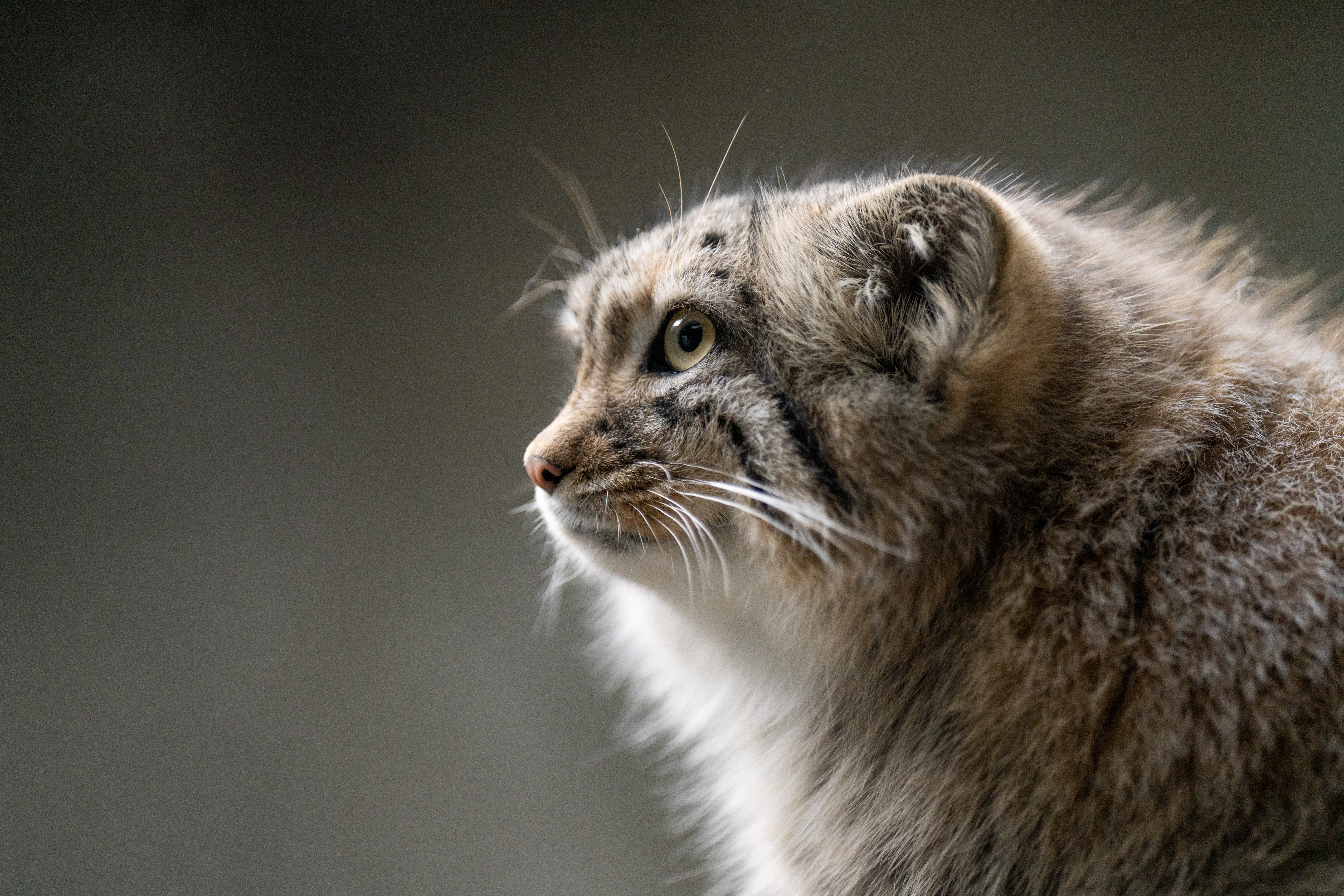 Columbus Zoo | Pallas' Cat